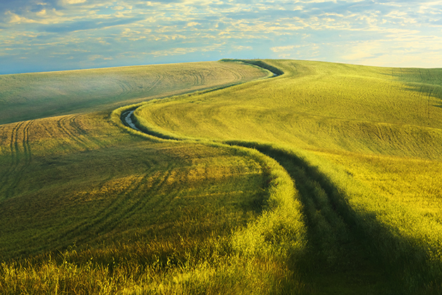 Path in open field